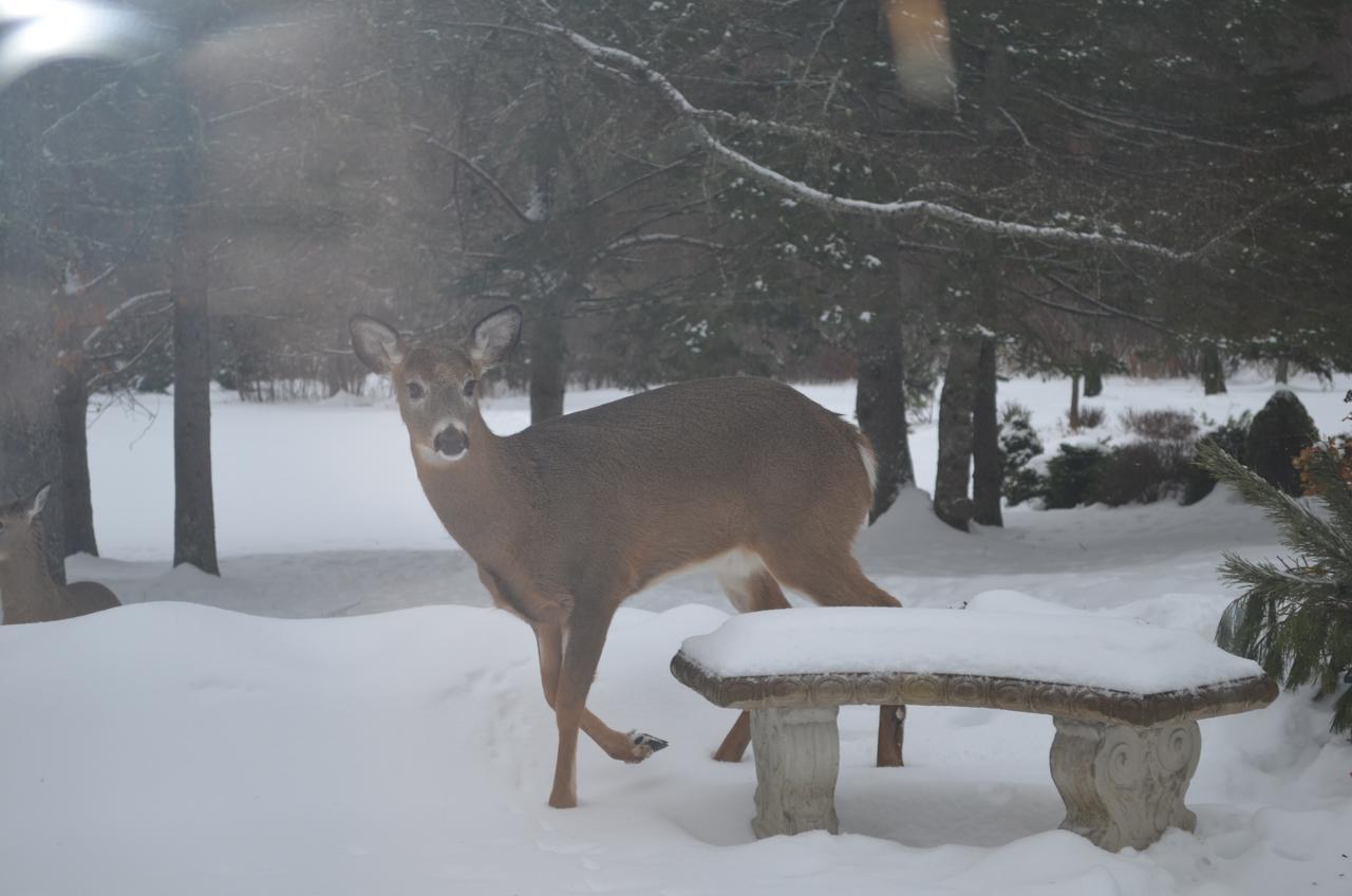 Briarwood Bed & Breakfast Elmsdale 객실 사진